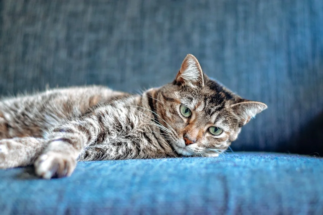 Pet Owners: Tips for Keeping Your Home Fresh and Clean
