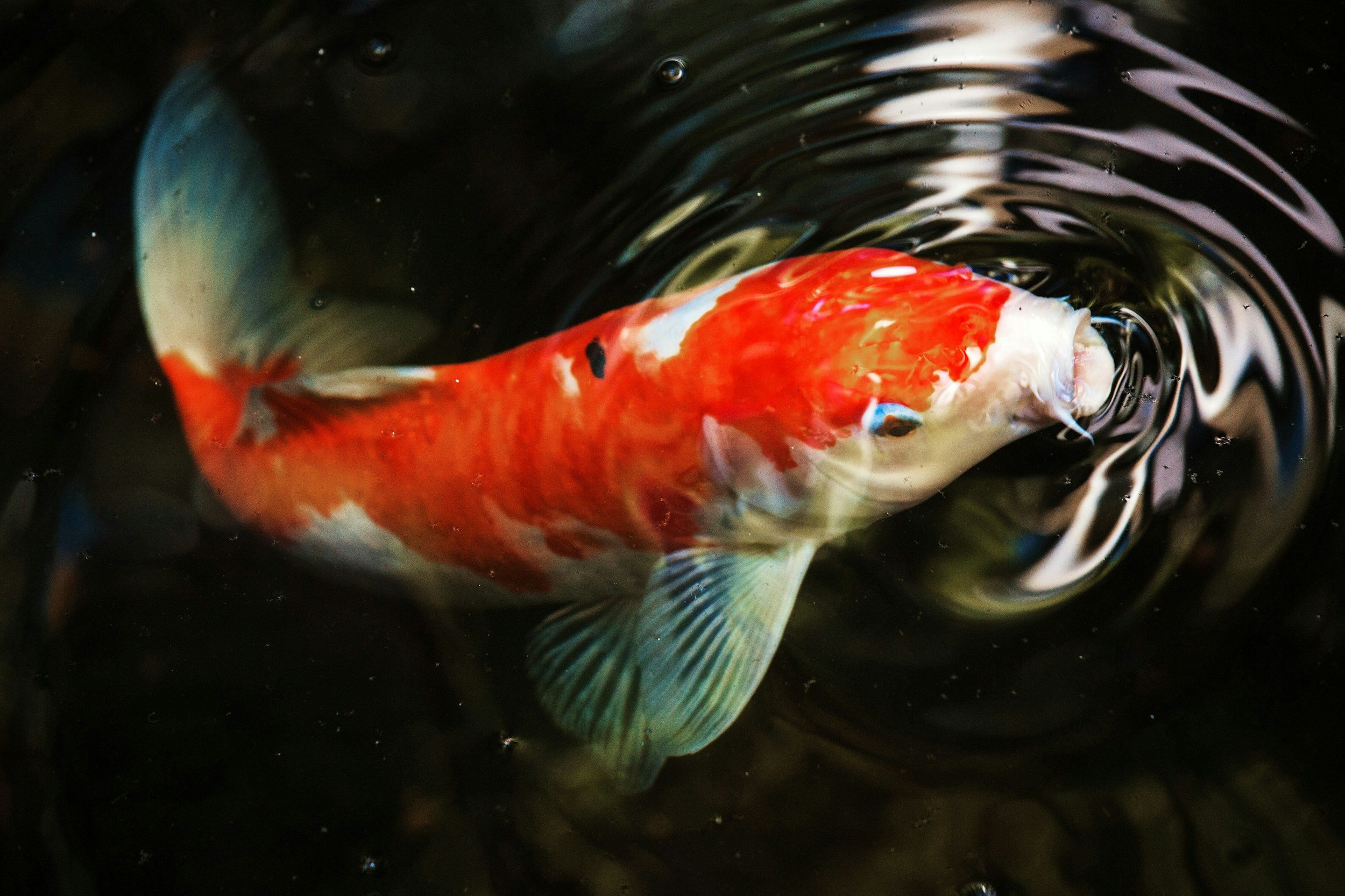 Sick Koi? Identifying Common Fish Diseases and How to Deal with Them