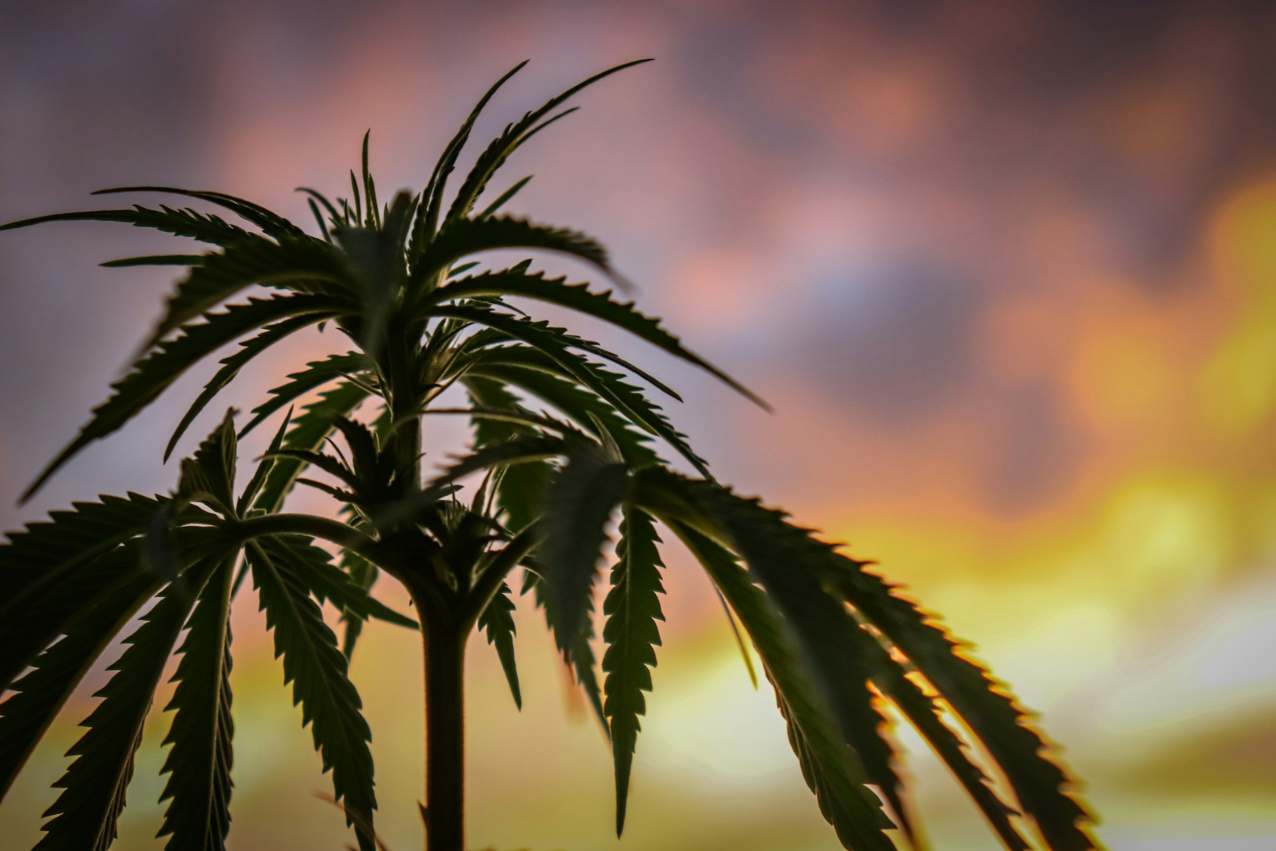 Handmade Wellness Powered by Raw Hemp Extract