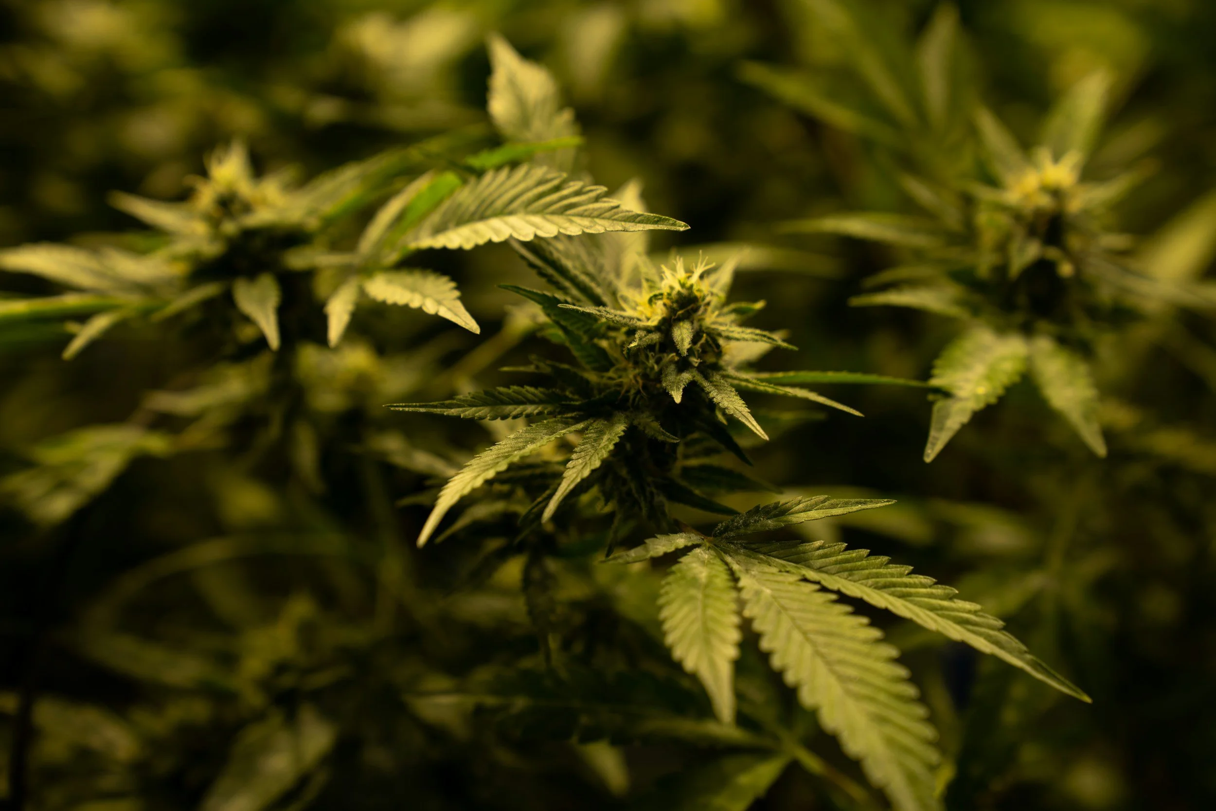 Why Choose THCA Bulk for Wholesale Opportunities