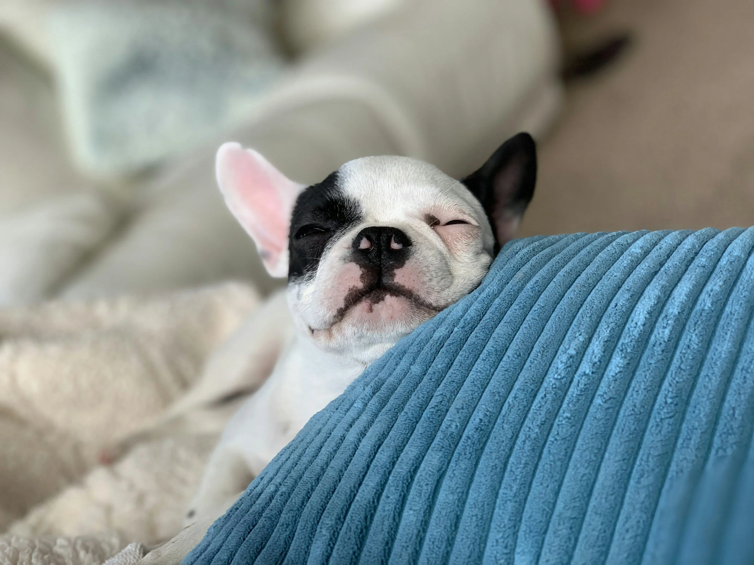 Creating Lasting Memories with Personalized Pet Pillows