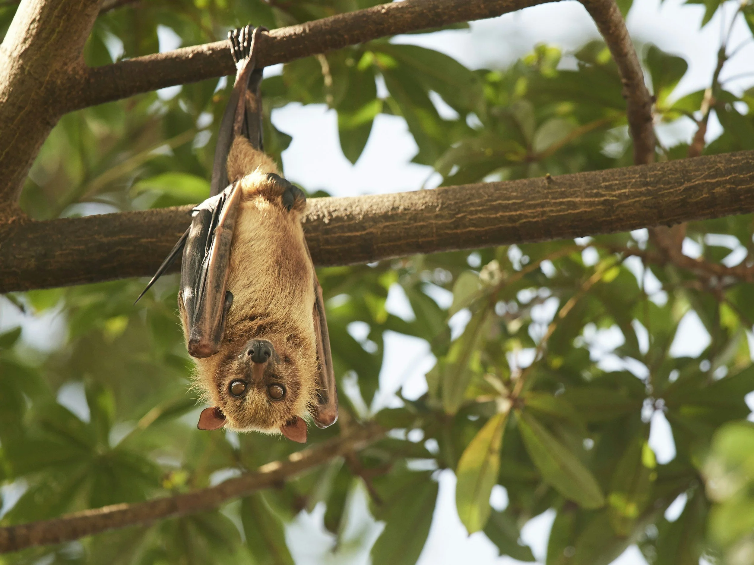 The Truth About Bats in Your Home: Why Professional Bat Removal and Pest Control Matter