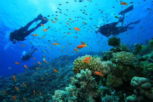 Why Marine Conservation Trips in Belize Should Be on Every Traveler’s Bucket List