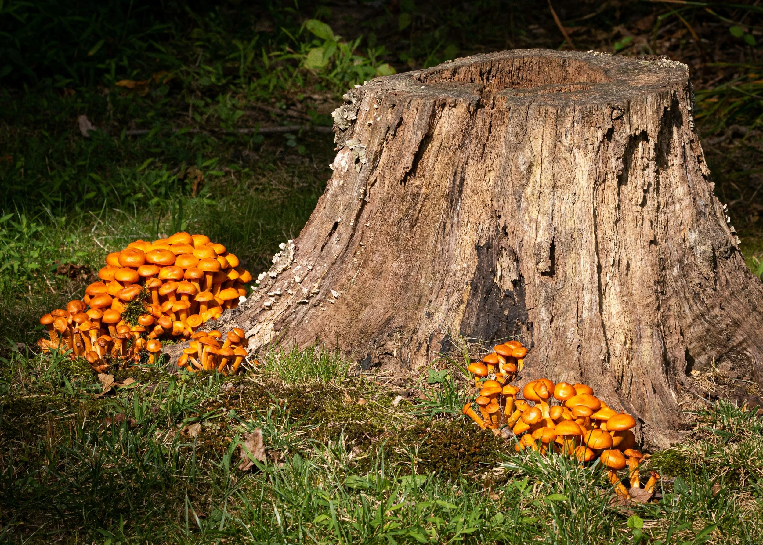 Why Stump Removal Is a Smart Move for Your Yard