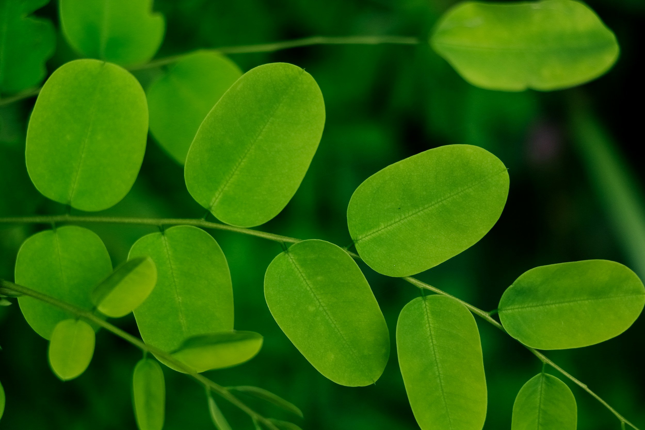 How to Prepare Moringa for Maximum Lactation Benefits