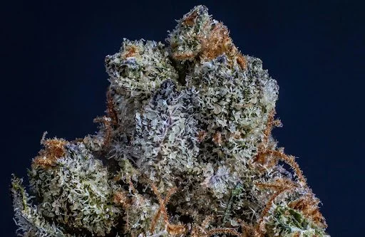 THCA Flower vs. CBD Flower: Learn About the Differences