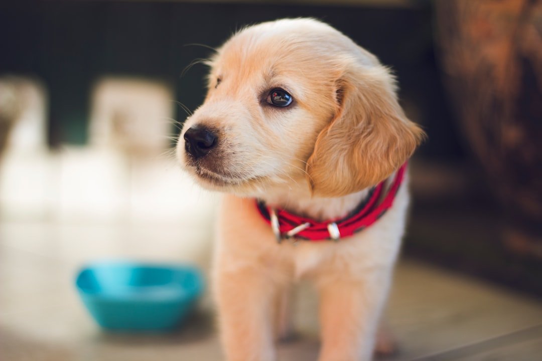 Steps You Can Take To Keep Your Dog Healthy