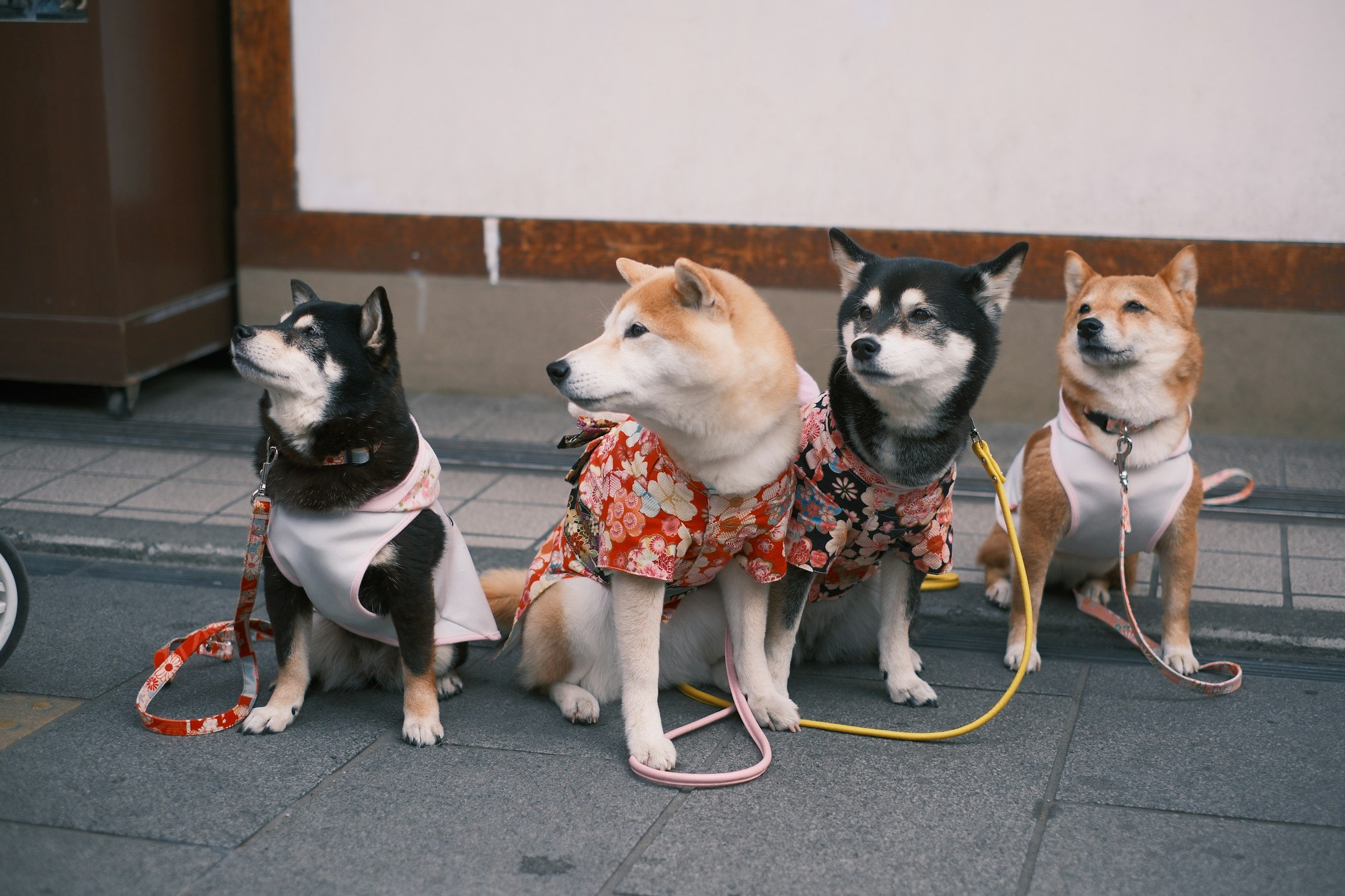 Why Dog Daycare Plays a Vital Role in Social, Emotional, and Physical Development
