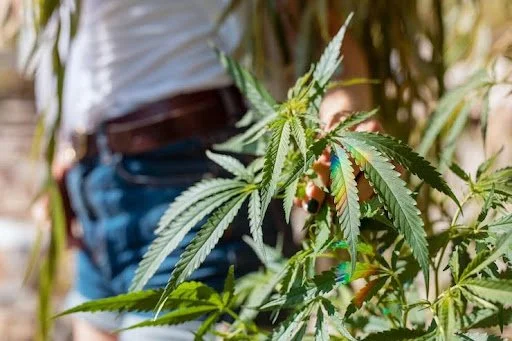 How On-Demand Cannabis Delivery Is Changing Bay Area Habits