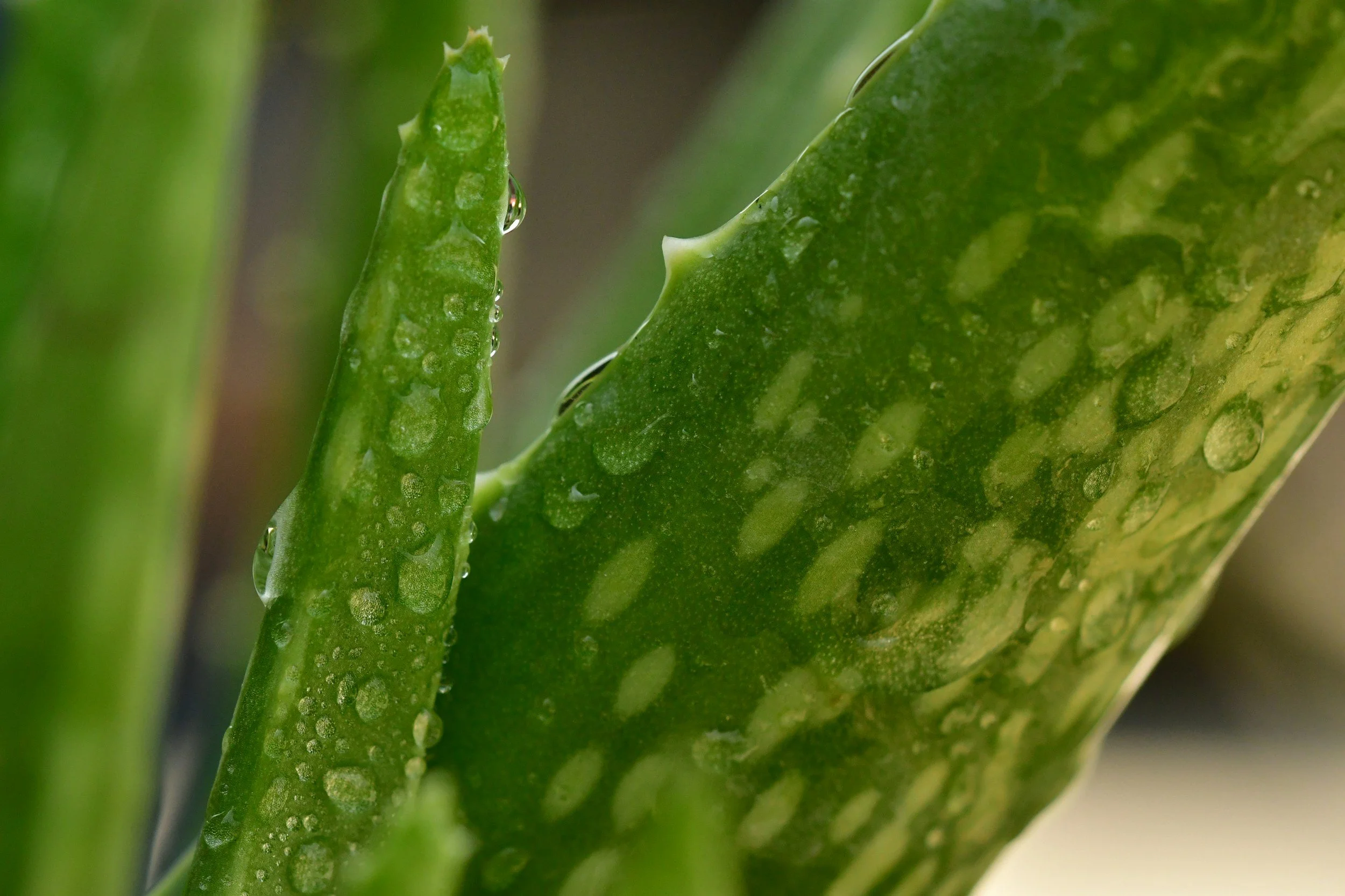 Aloe vera supplier: Why quality always matters more than price