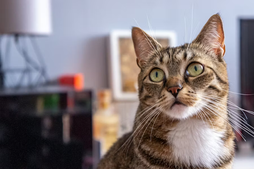 A Practical Guide to Choosing Quality Cat Supplements