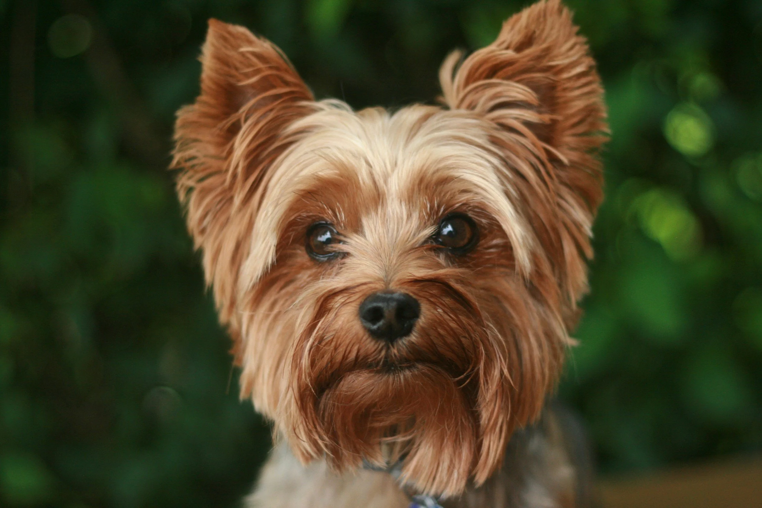 What Makes Yorkipoo Puppies a Good Family Companion
