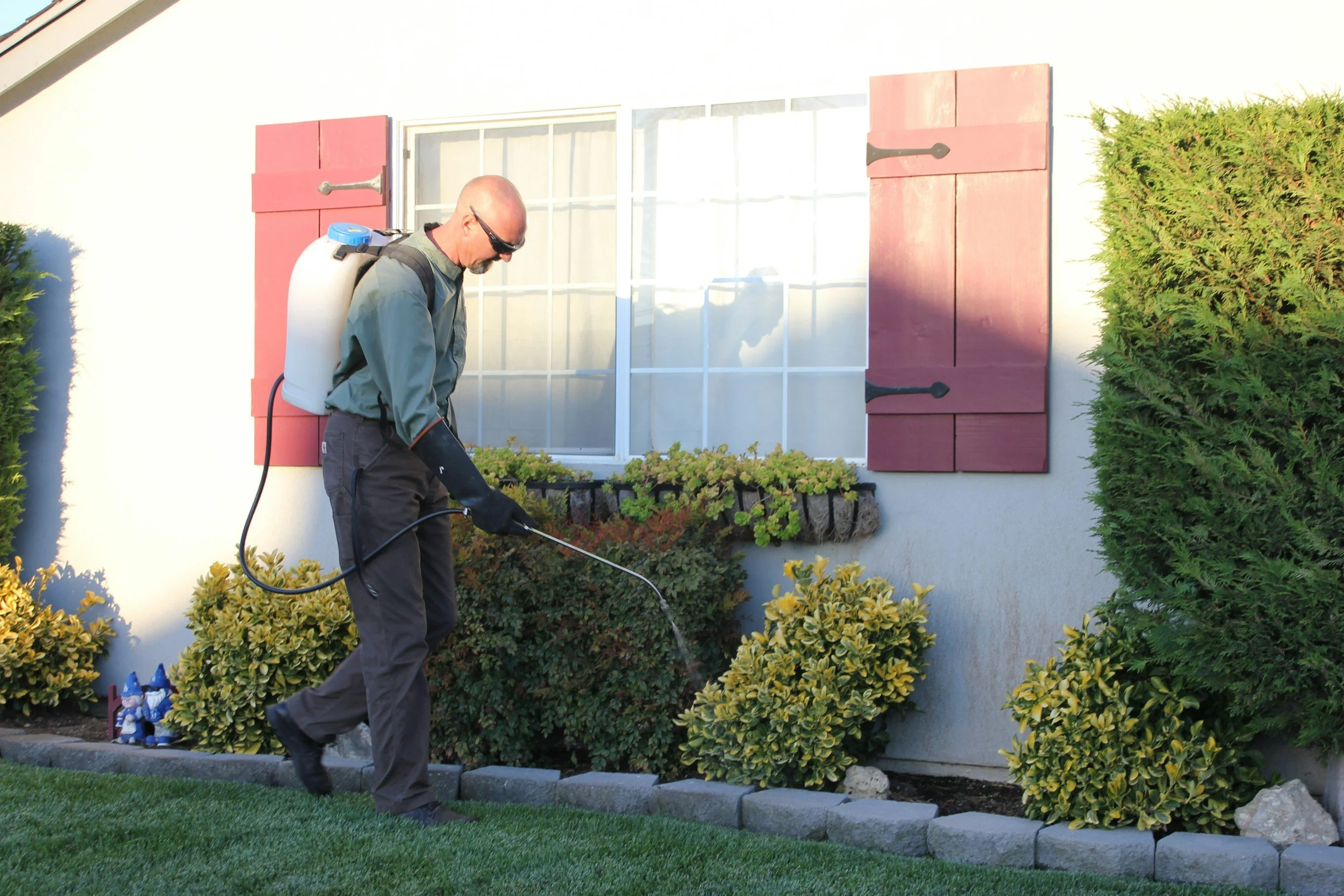 Why Pest Control Is Essential for Protecting Your Home and Property
