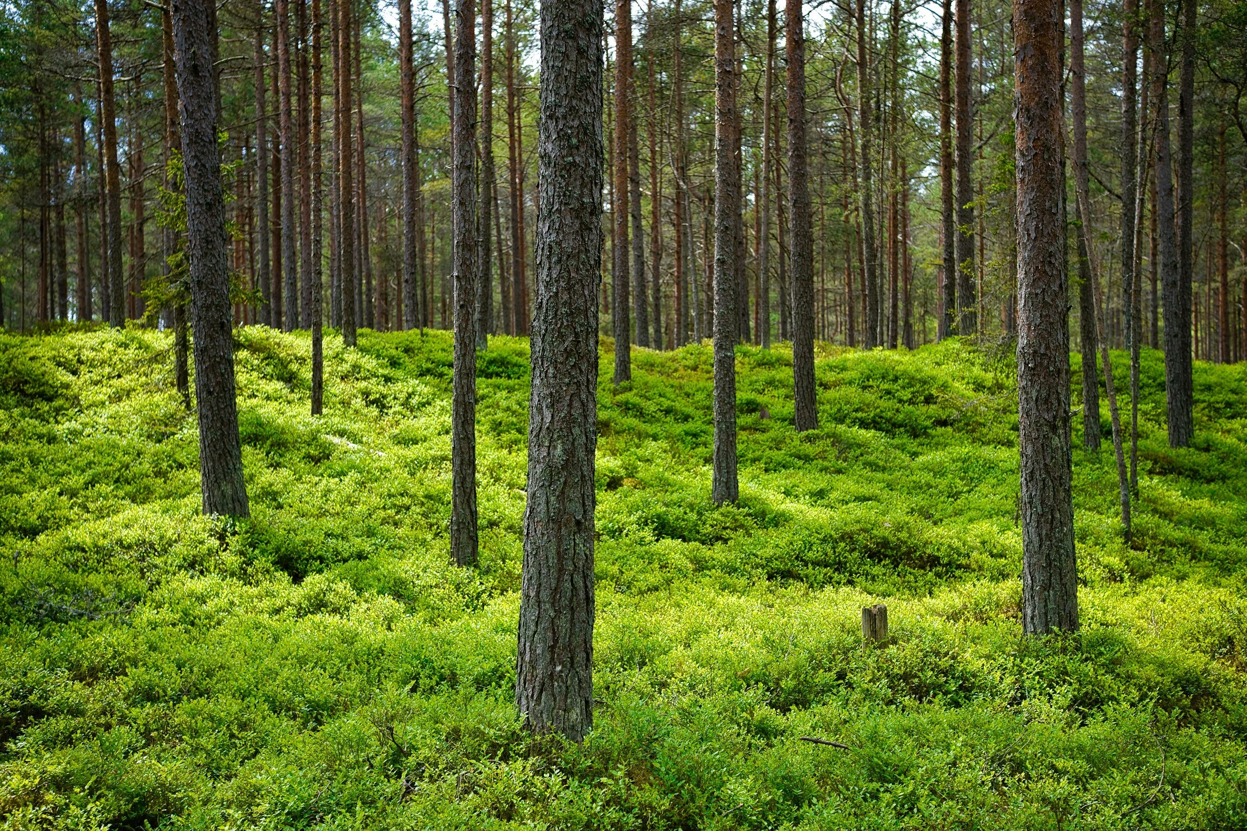 The Ultimate Guide to Forestry Mulching for Efficient Land Clearing