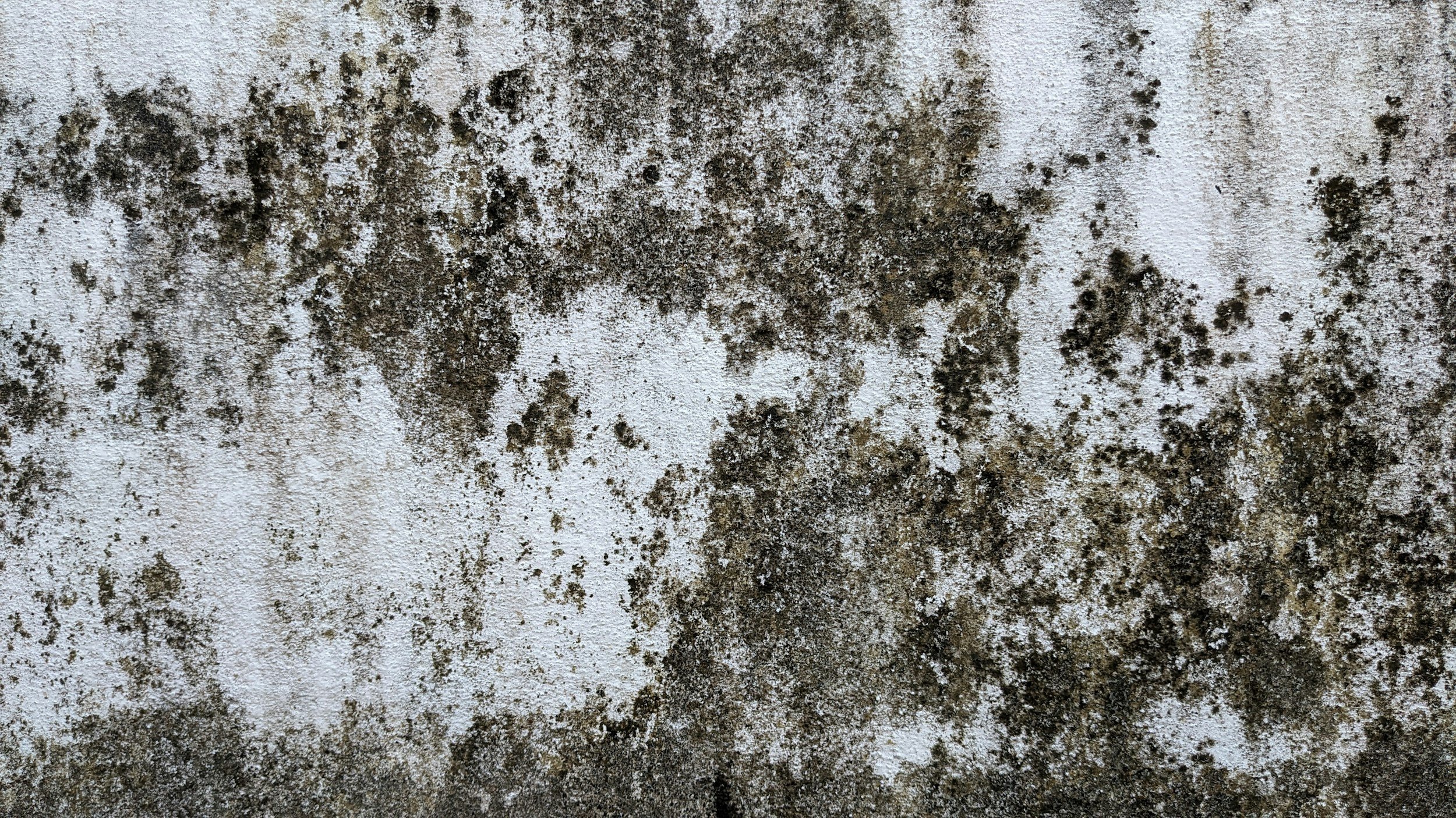 A Complete Guide to Identifying and Preventing Hidden Indoor Mold Problems