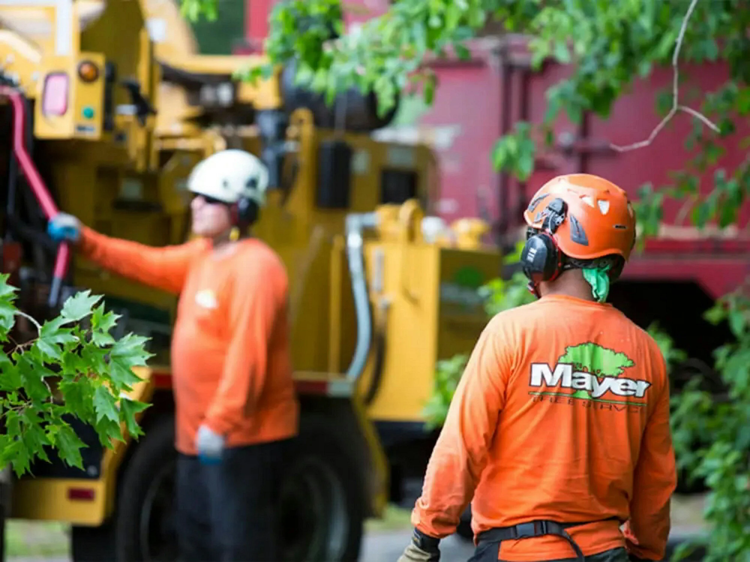 Residential Tree Service Guide: How to Maintain Healthy Trees Around Your Home Safely and Professionally