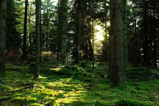 Mississippi's Best Outdoor Escapes from Corporate Burnout