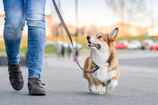 Why Every Dog Owner in Boston Needs a Dog Walker