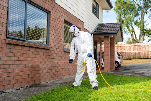 Ant Control: Why Ignoring Ants Costs You More