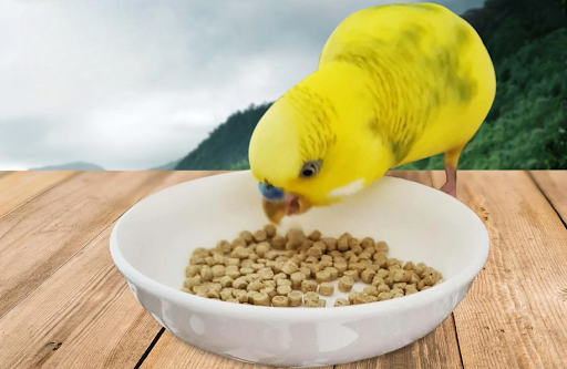 The Healthiest Parrot Food Guide: What Every Owner Should Know