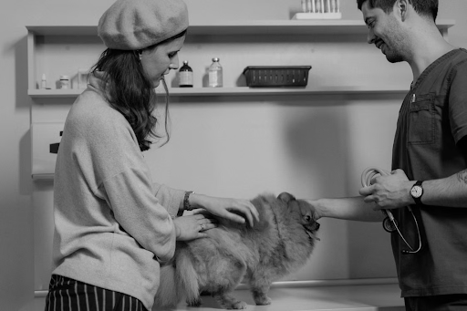 What to Weigh Before Choosing a Pet Insurance Plan This Year