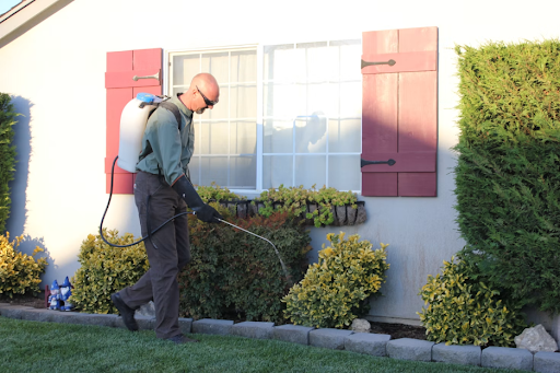 5 Common Coastal Pests Handled By Exterminators In Hilton Head