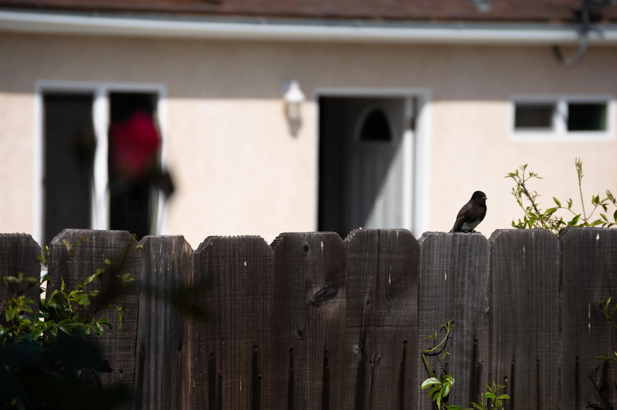 DSC_0761a.jpg