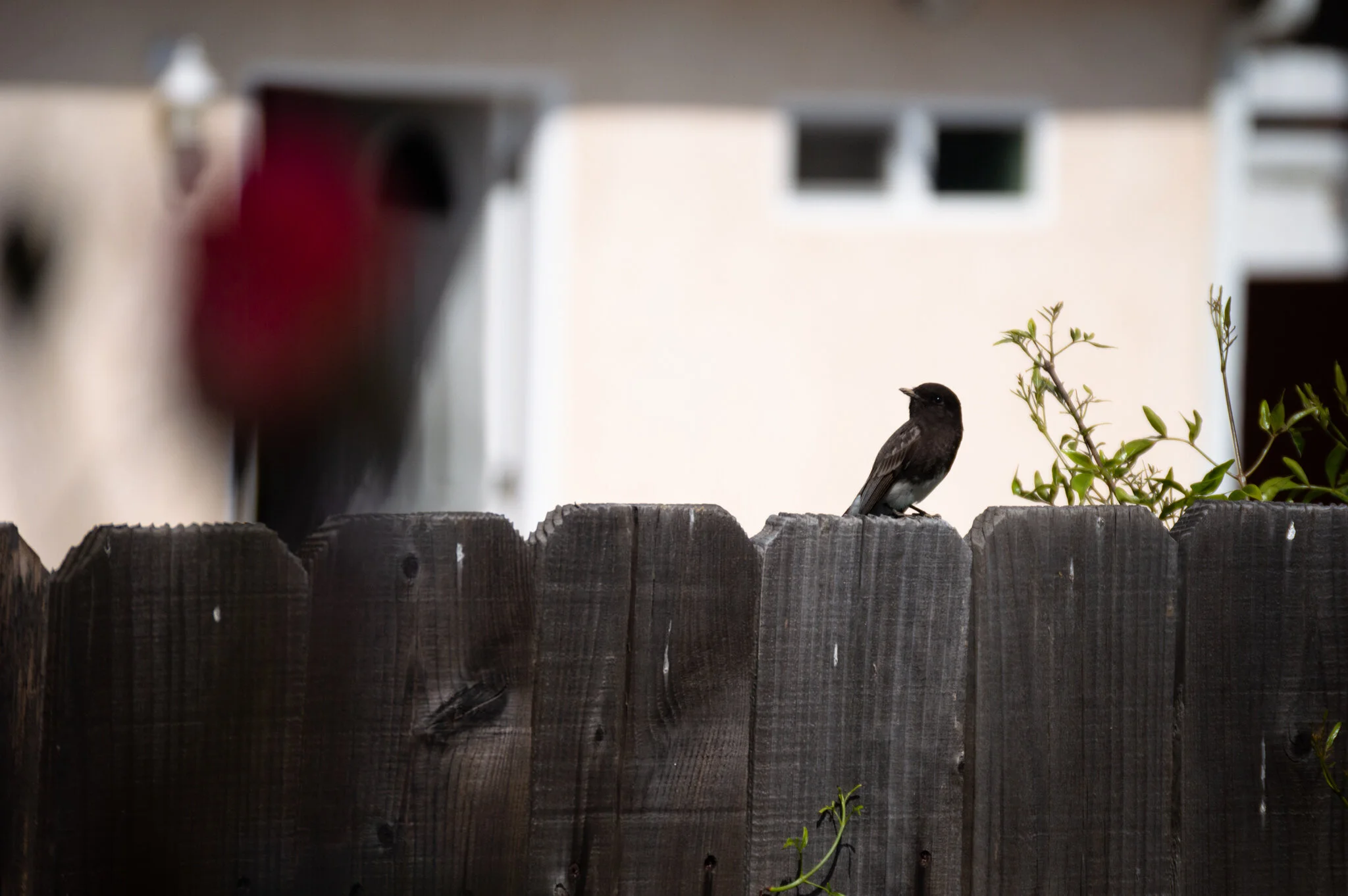 DSC_0762a.jpg