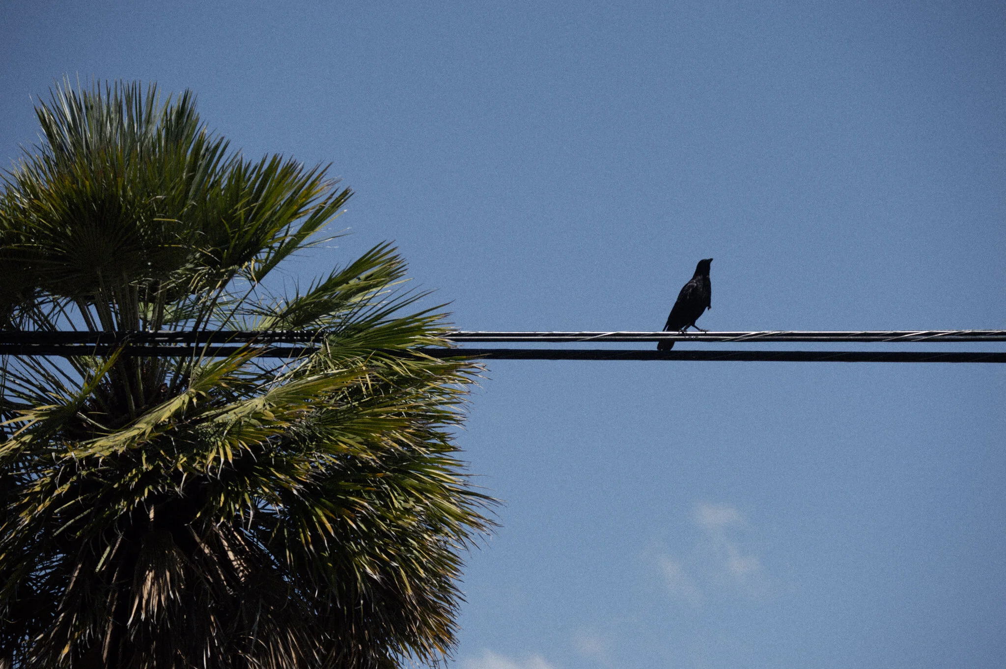 DSC_0868a.jpg