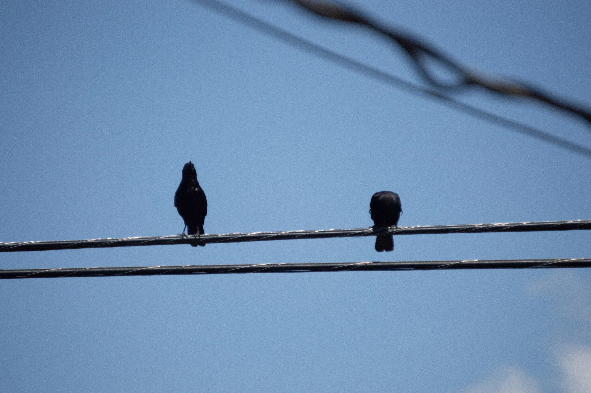 DSC_0872a.jpg