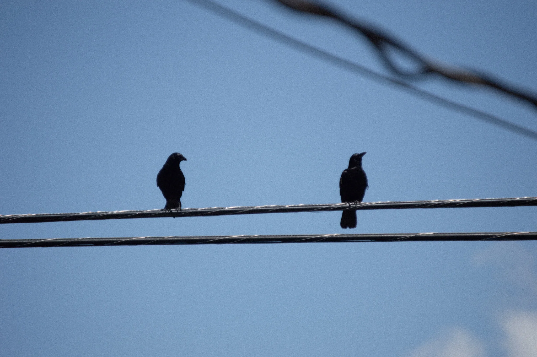 DSC_0873a.jpg