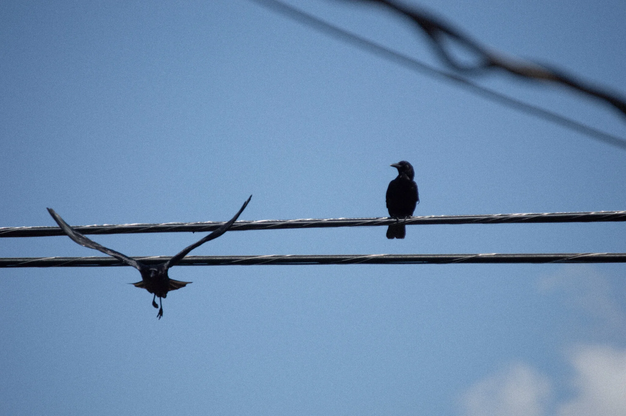 DSC_0874a.jpg
