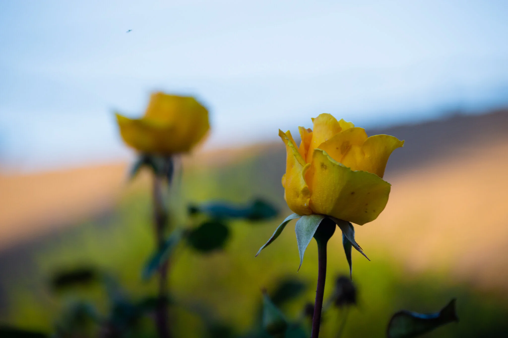 DSC_0086a.jpg