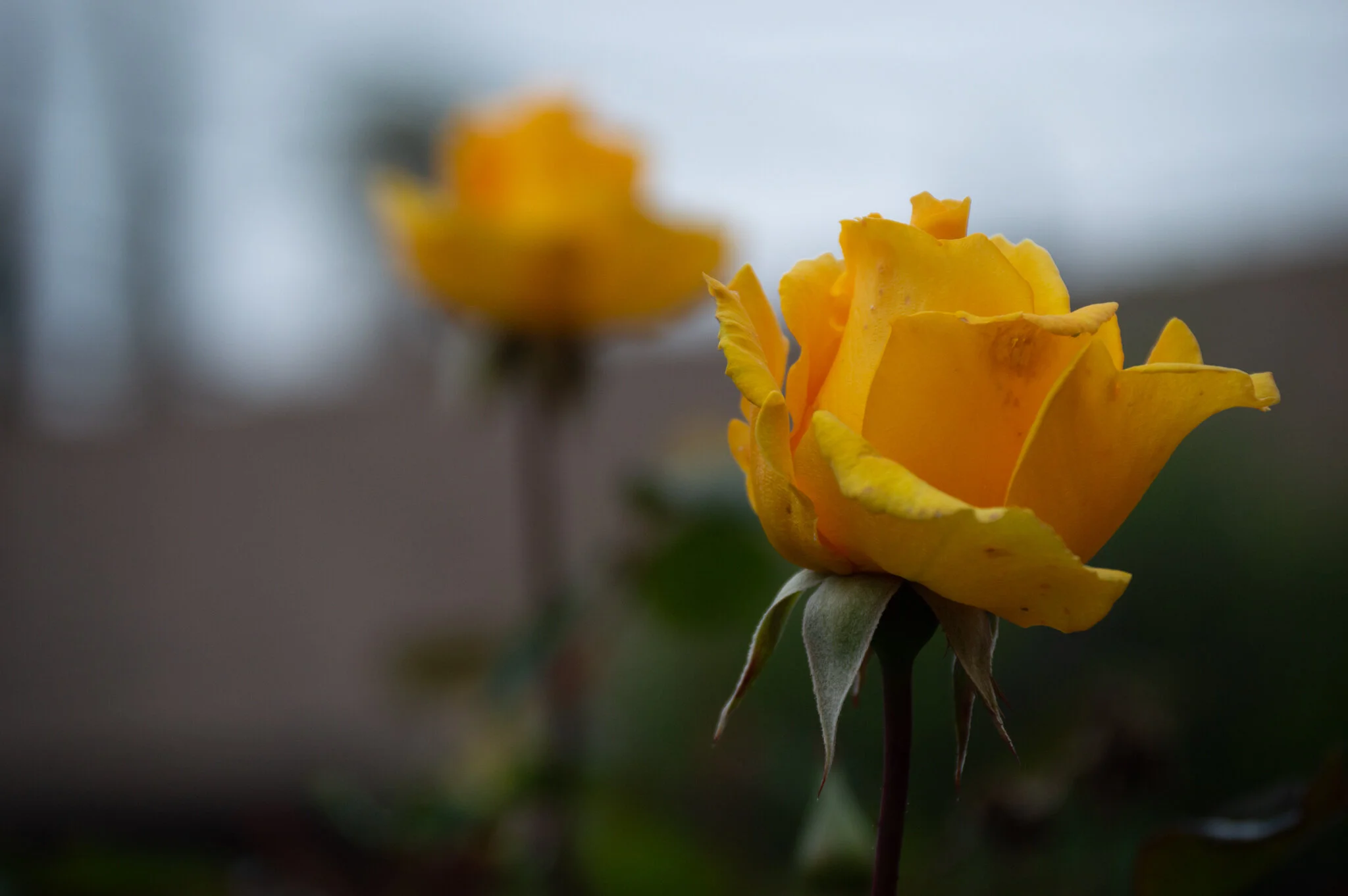 DSC_0119.jpg