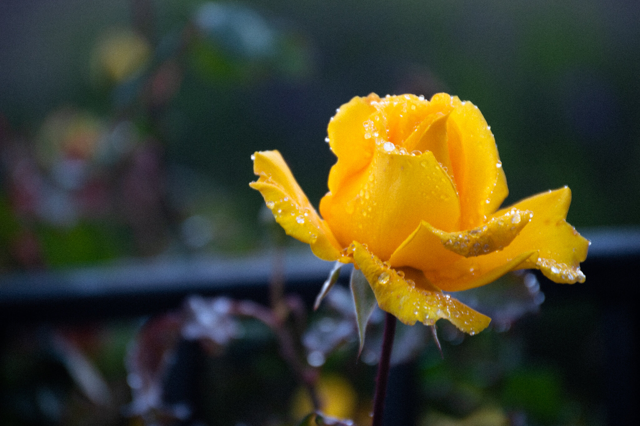 DSC_0136.jpg