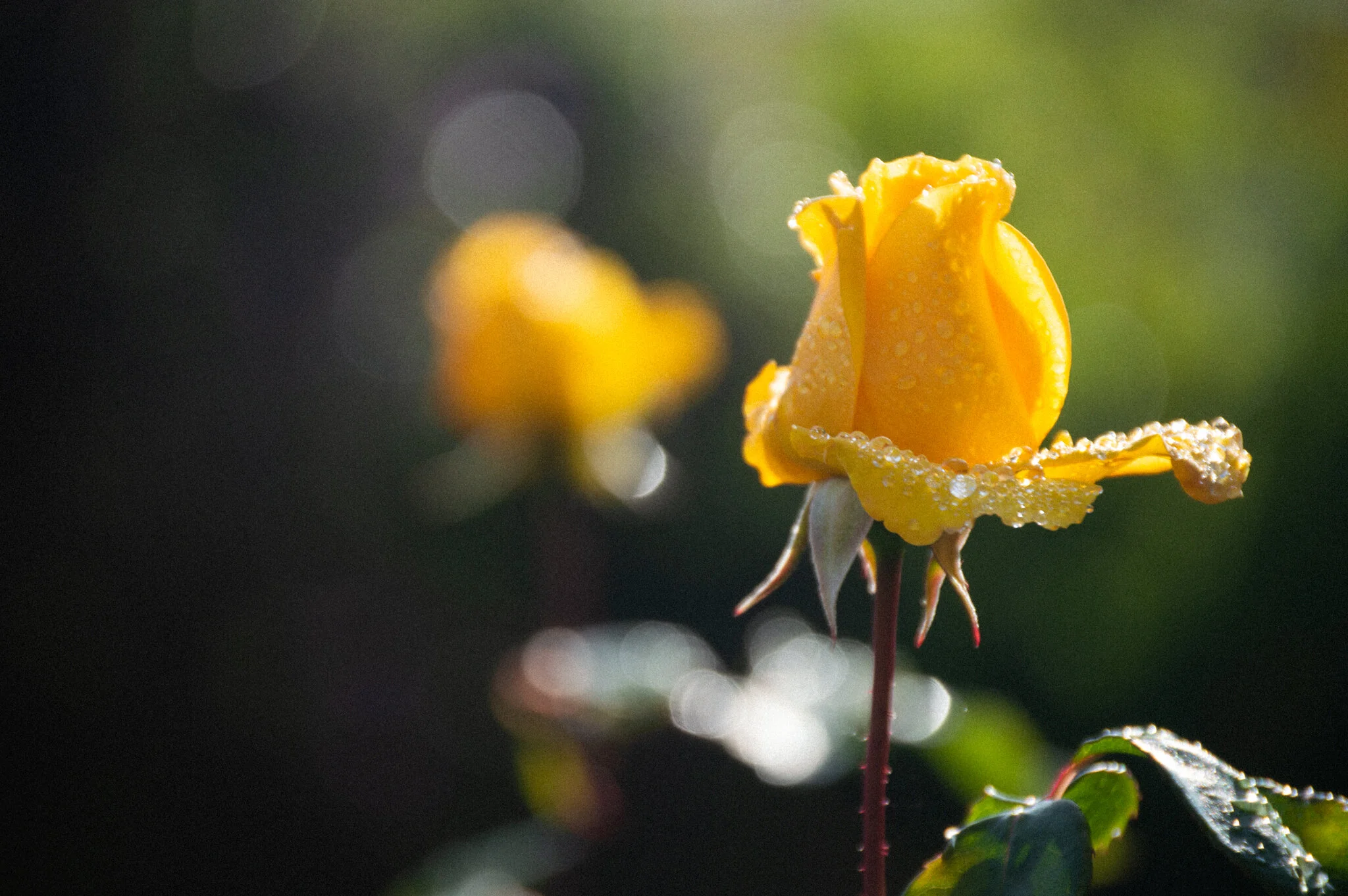 DSC_0154.jpg