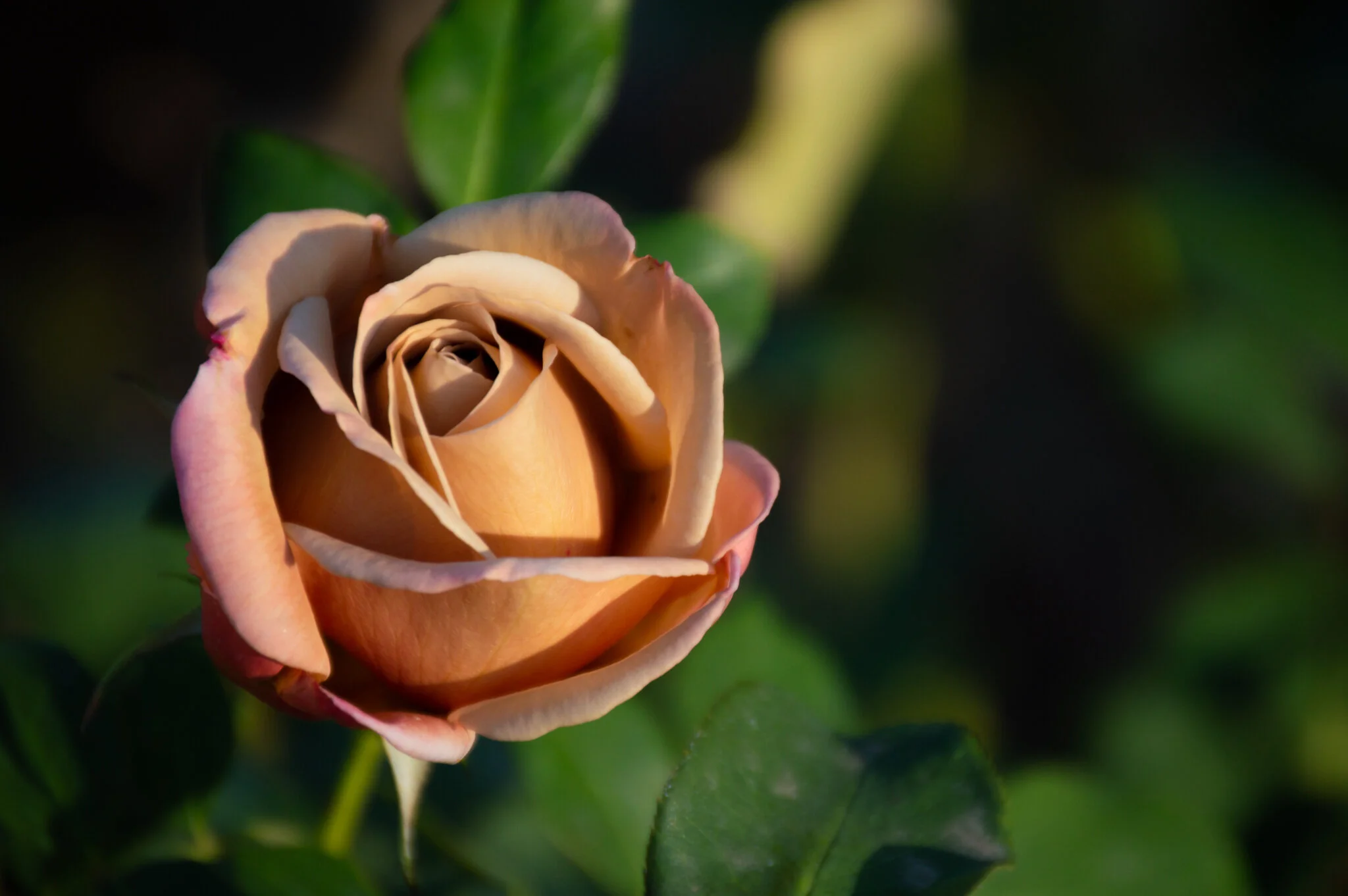 DSC_0198.jpg