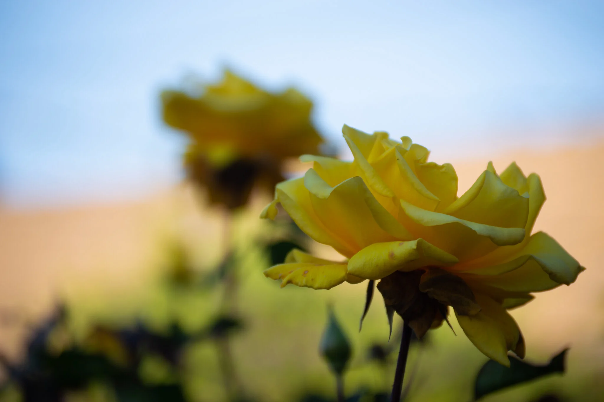 DSC_0341.jpg