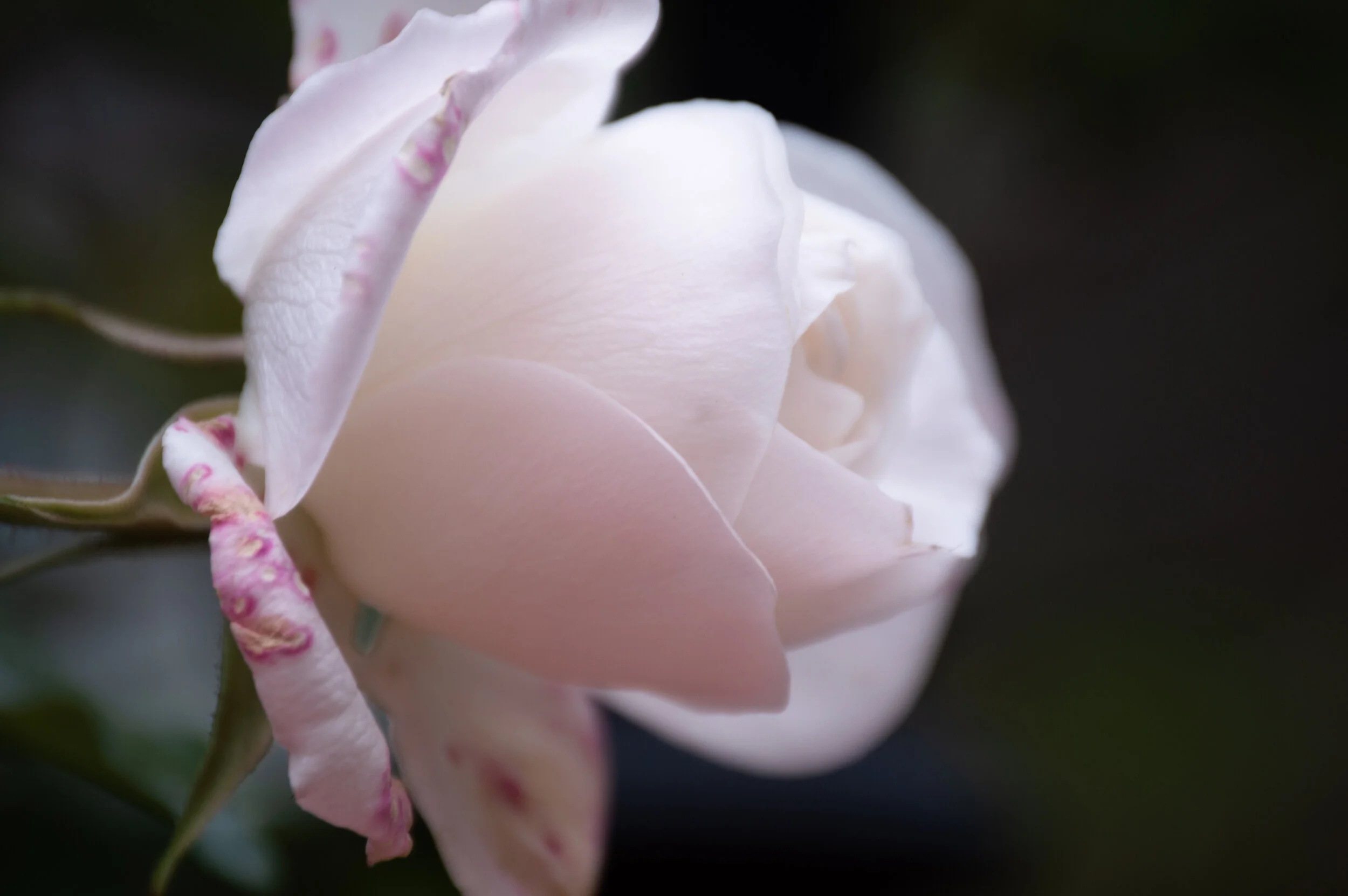 DSC_0065.jpg