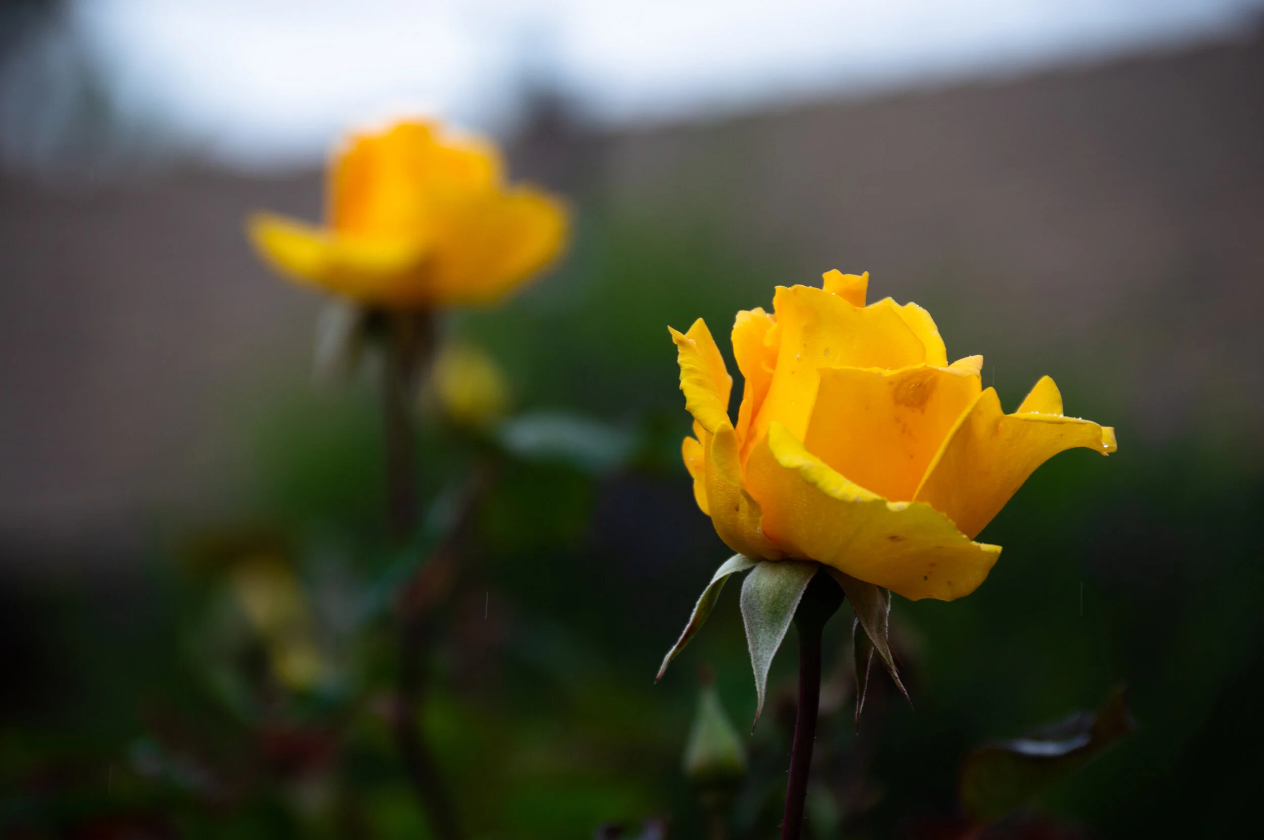 DSC_0100.jpg