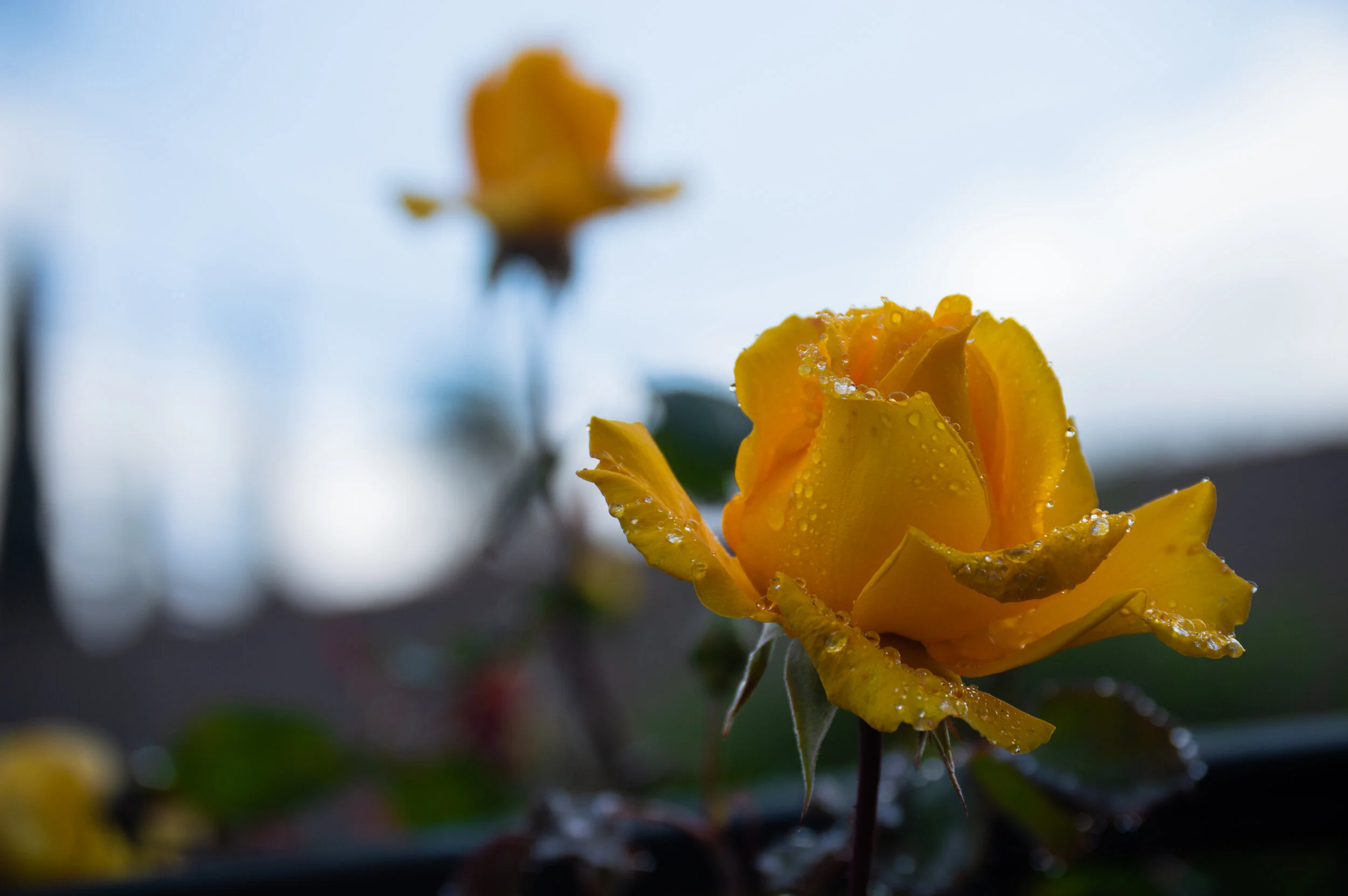 DSC_0144.jpg