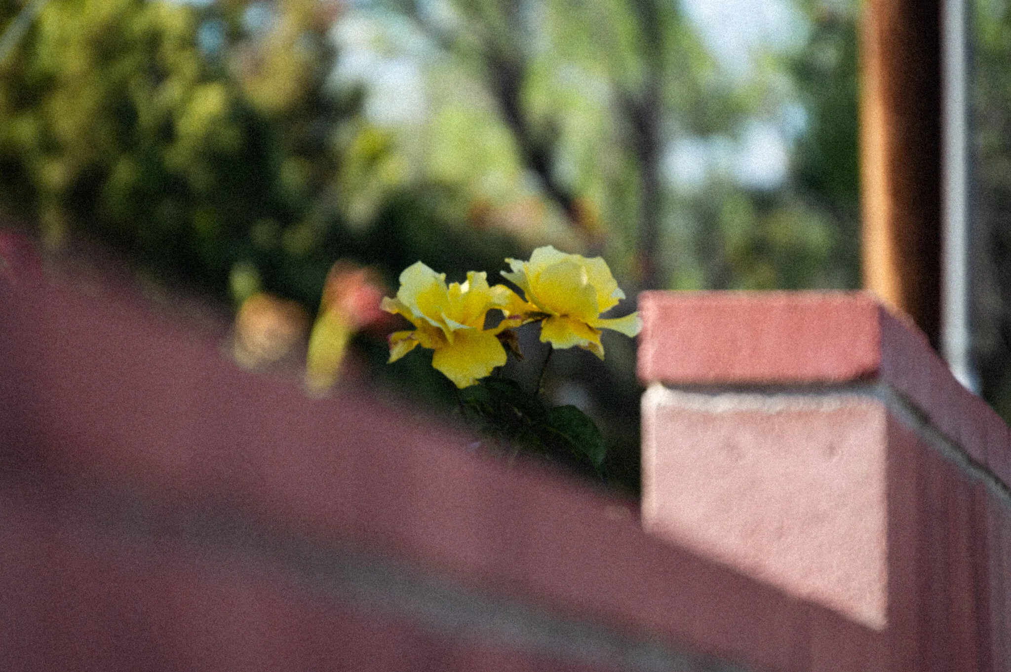 DSC_0781.jpg