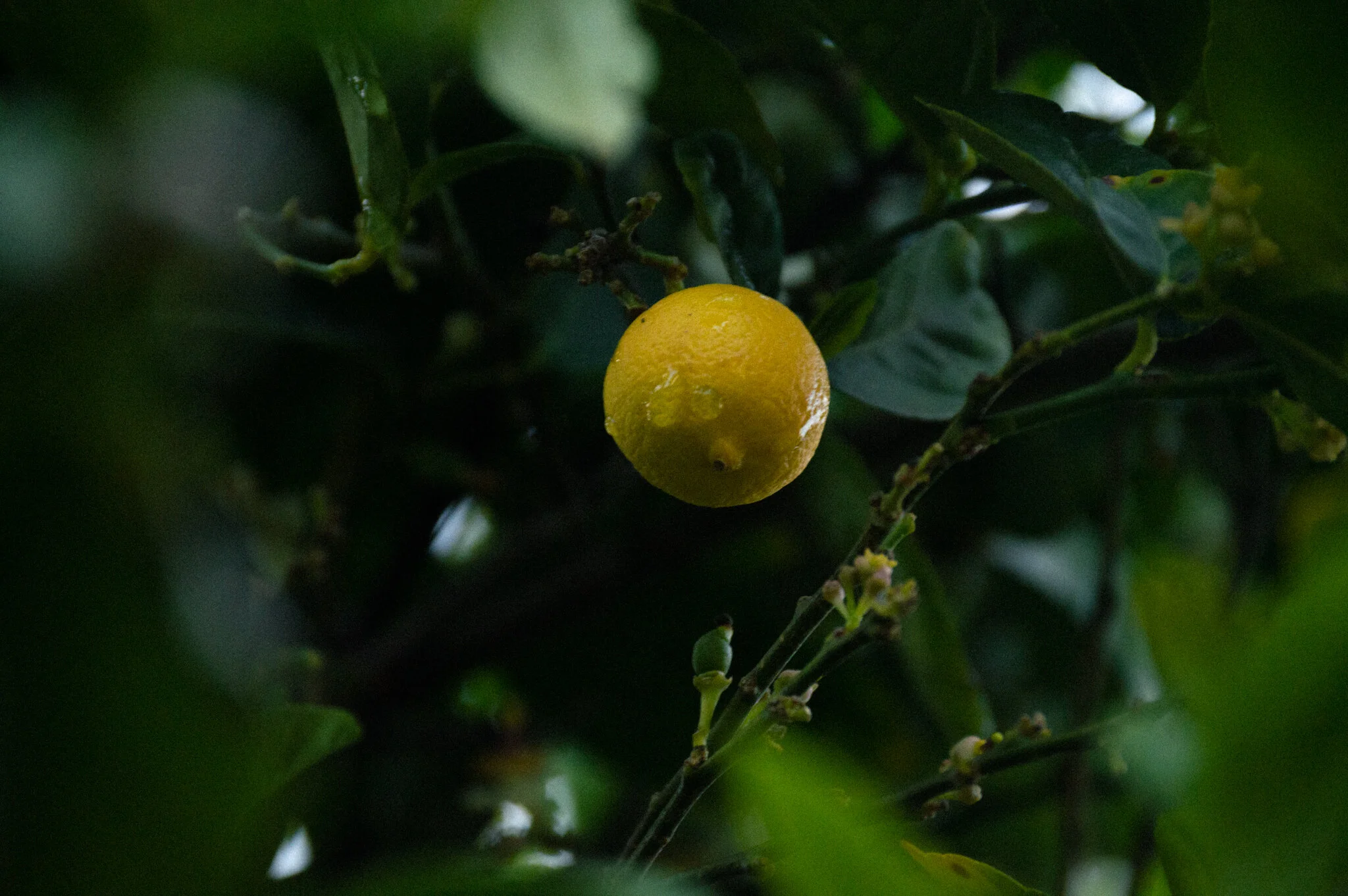 DSC_0829a.jpg