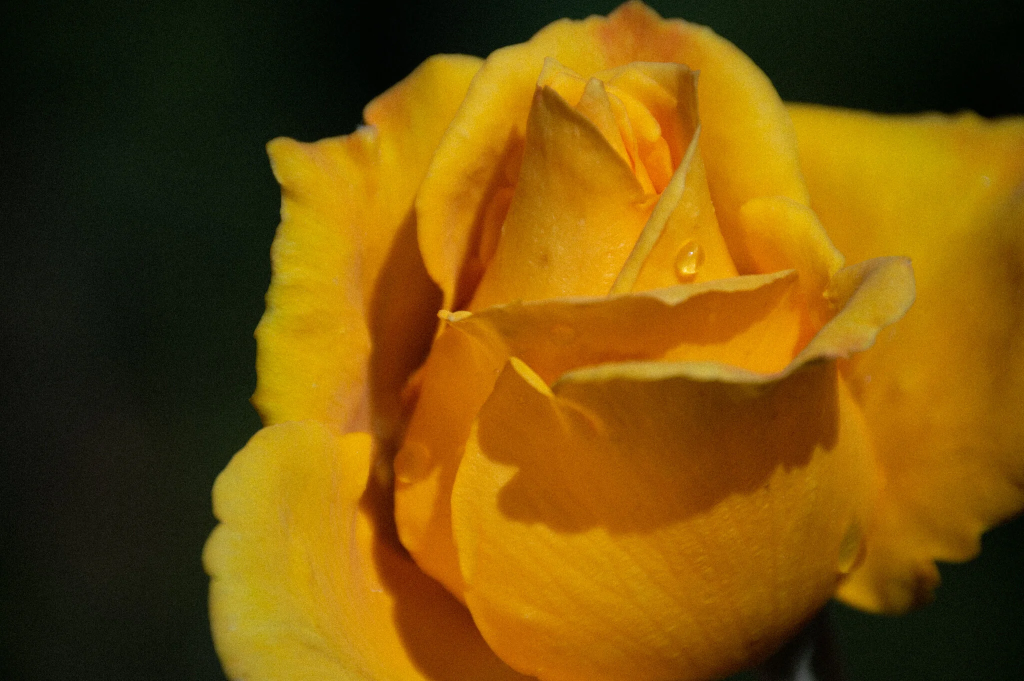 DSC_0879a.jpg