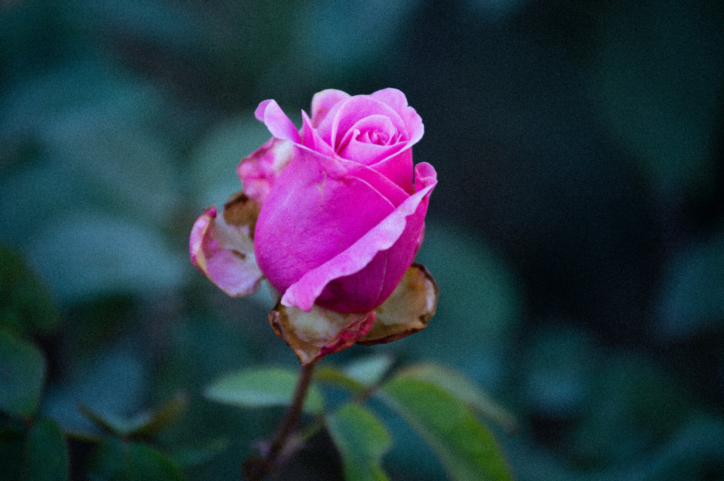 DSC_0179.jpg