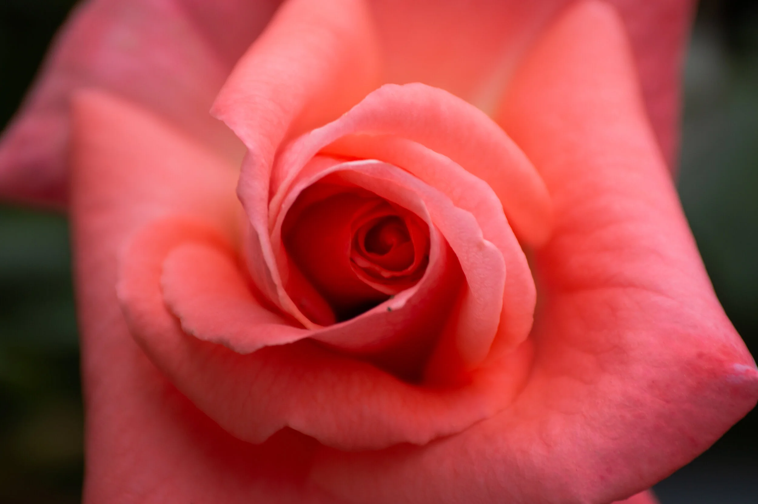 DSC_0381.jpg