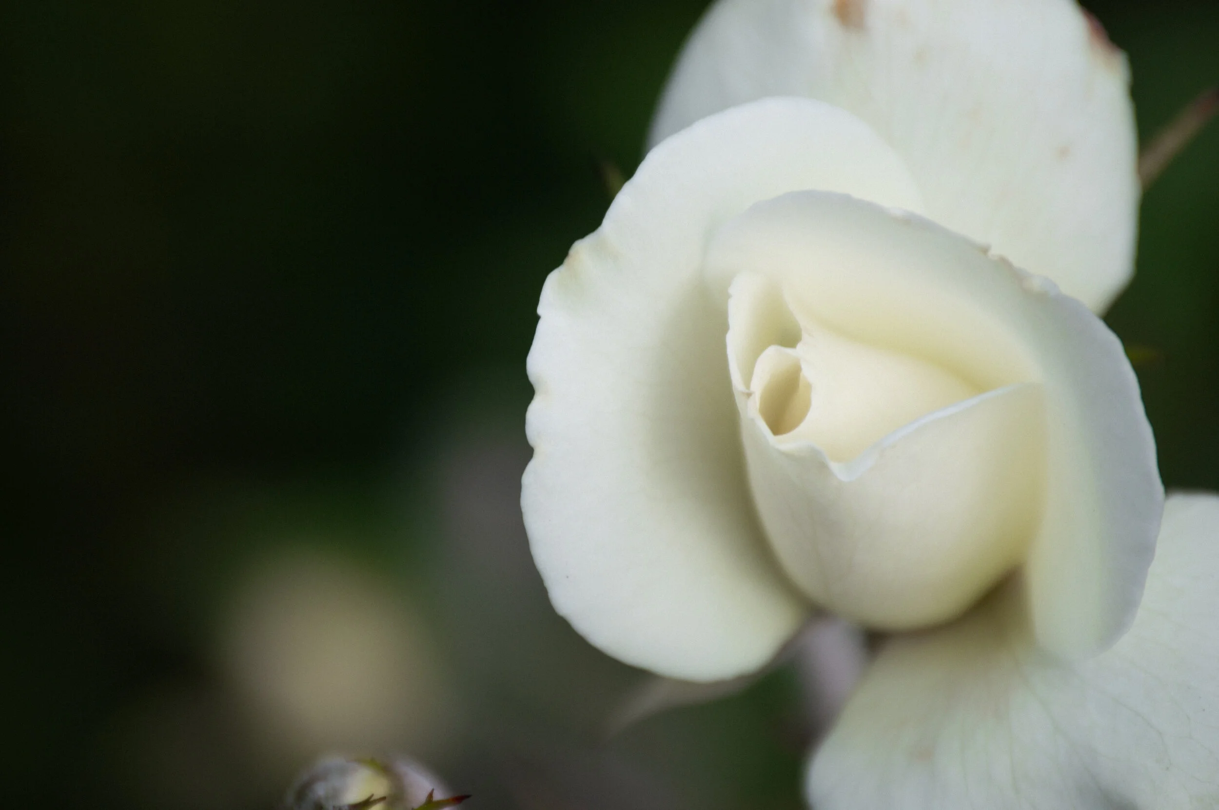 DSC_0390.jpg