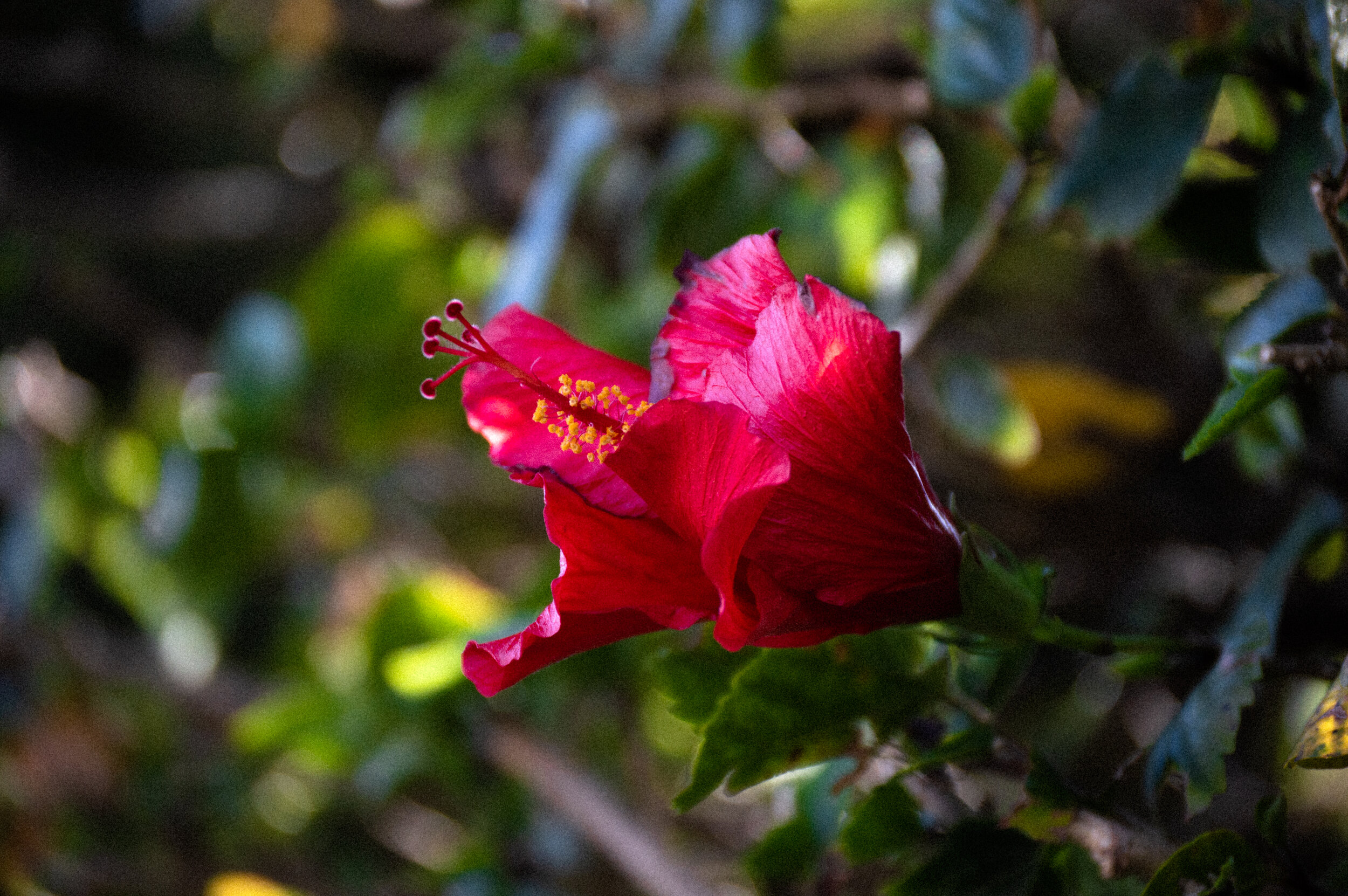 DSC_0306.jpg