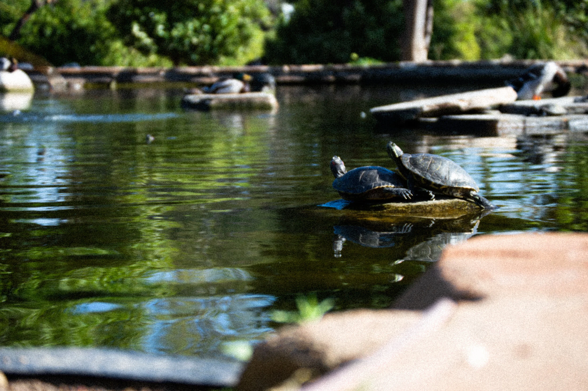 DSC_0345.jpg