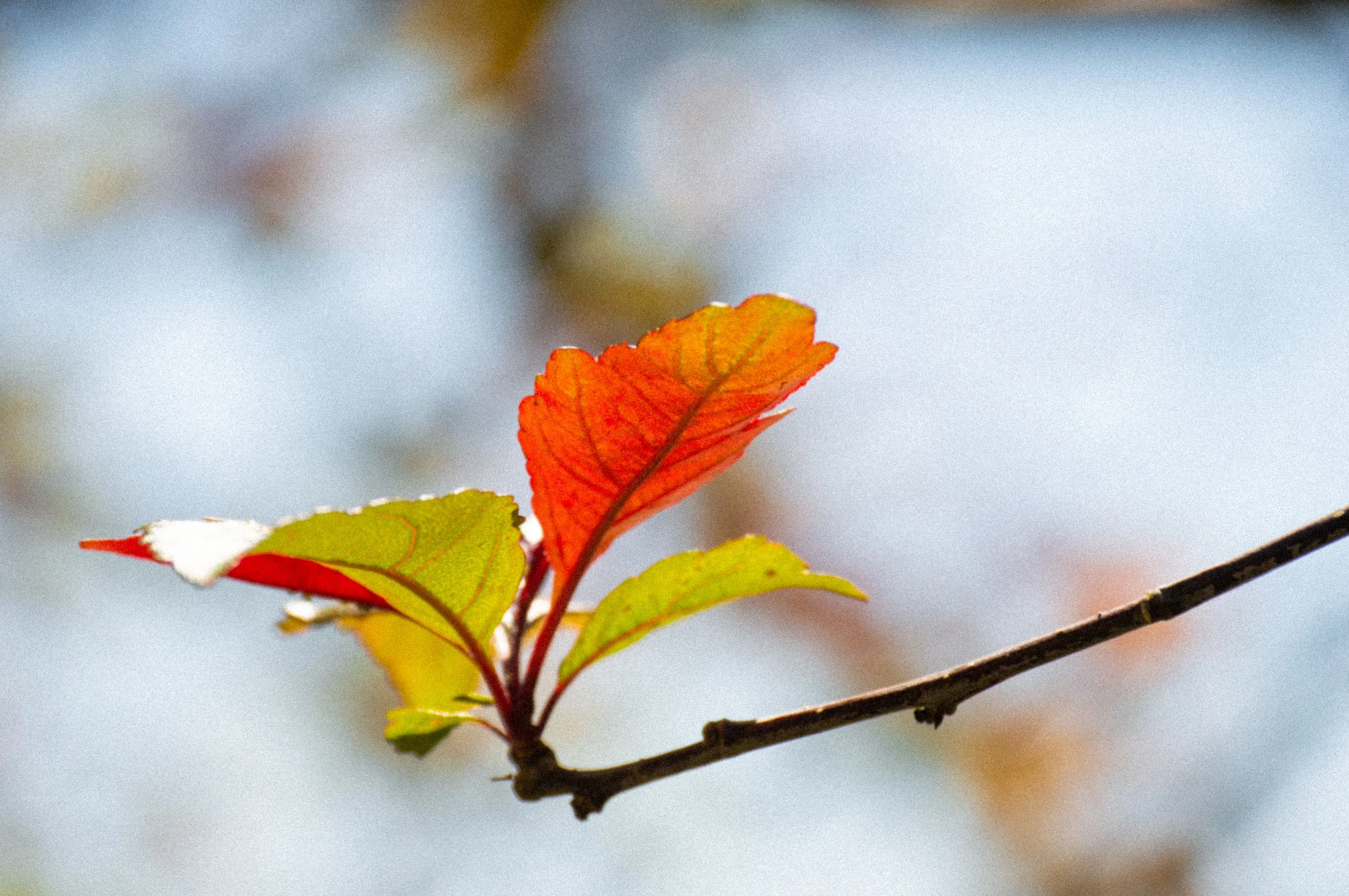 DSC_1306.jpg
